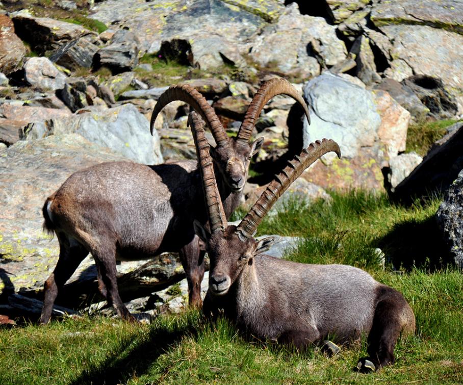 Deux bouquetins avec de longues cornes dans un paysage rocheux.